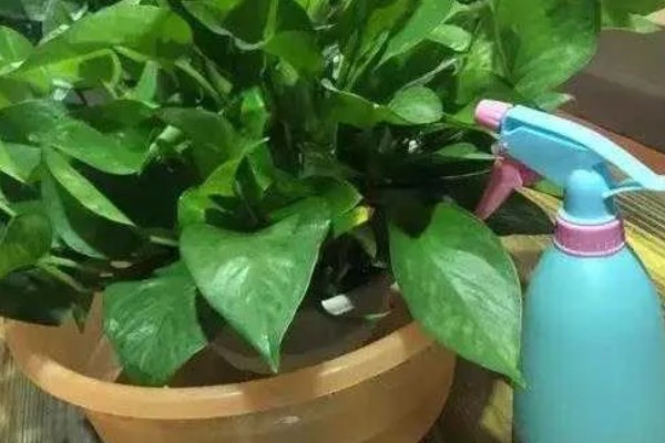 绿萝的浇水间隔，秋季每隔4-5天浇一次