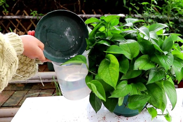 绿萝的浇水间隔，秋季每隔4-5天浇一次