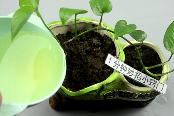 绿萝的浇水间隔，秋季每隔4-5天浇一次