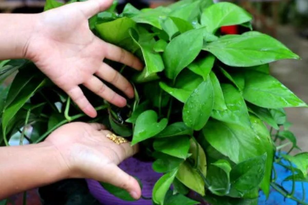 绿萝的浇水间隔，秋季每隔4-5天浇一次