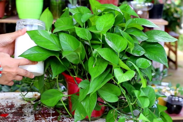 绿萝的浇水间隔，秋季每隔4-5天浇一次