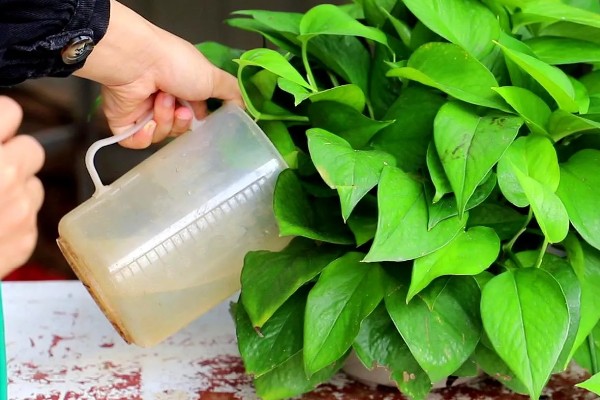 绿萝的浇水间隔，秋季每隔4-5天浇一次