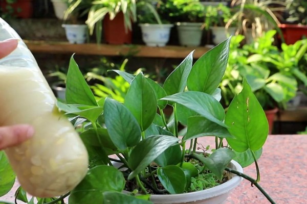 绿萝的浇水间隔，秋季每隔4-5天浇一次