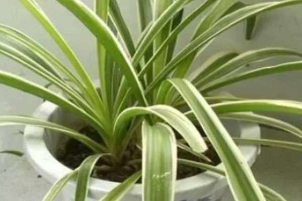 金边吊兰叶尖干枯如何处理，遇到强光要放在室内阴凉通风处养护