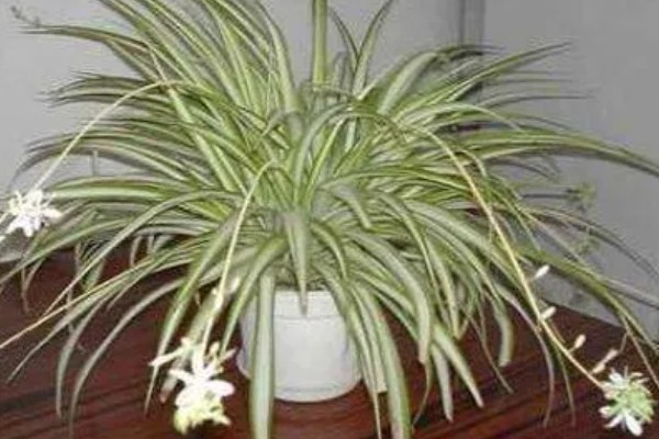 金边吊兰叶尖干枯如何处理，遇到强光要放在室内阴凉通风处养护