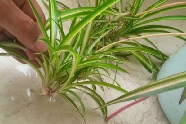 金边吊兰叶尖干枯如何处理，遇到强光要放在室内阴凉通风处养护