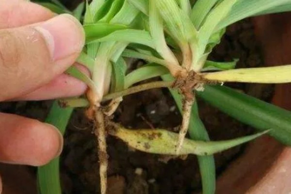 金边吊兰叶尖干枯如何处理，遇到强光要放在室内阴凉通风处养护