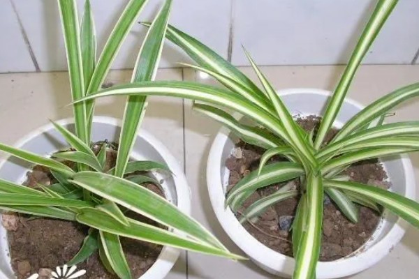 金边吊兰叶尖干枯如何处理，遇到强光要放在室内阴凉通风处养护