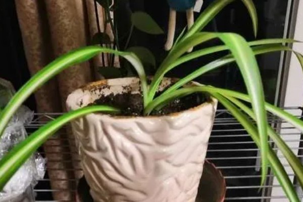 金边吊兰叶尖干枯如何处理，遇到强光要放在室内阴凉通风处养护