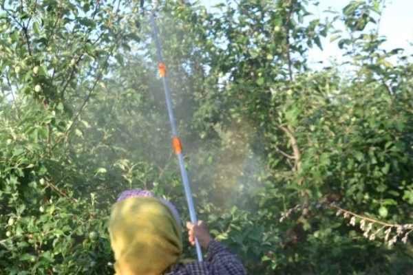 使用敌百虫要注意什么，稀释后要做到现配现用