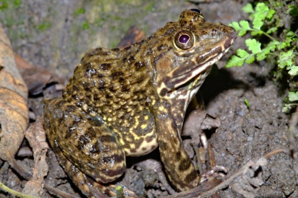 虎纹蛙的天敌，通常有蛇等动物
