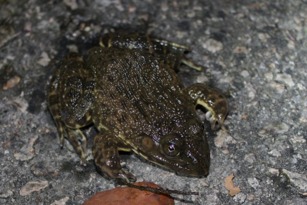 虎纹蛙的天敌，通常有蛇等动物