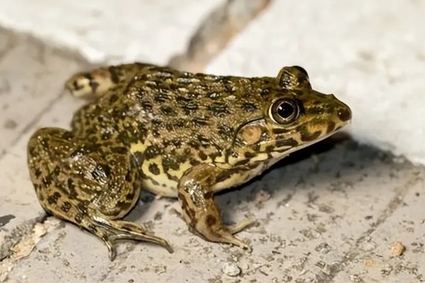 虎纹蛙的天敌，通常有蛇等动物