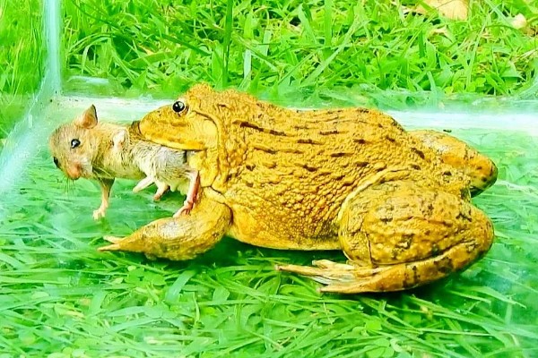 虎纹蛙的天敌，通常有蛇等动物