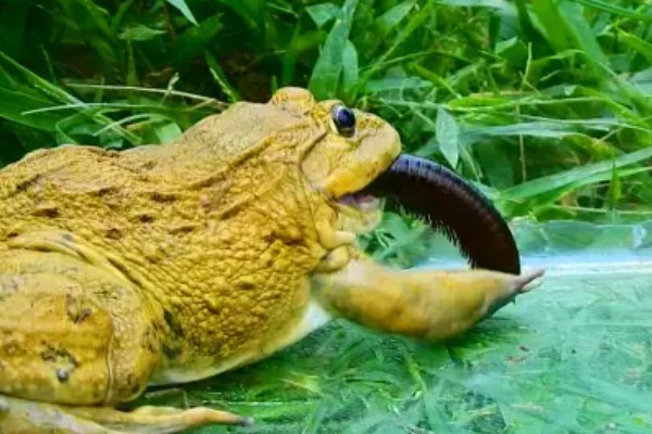 虎纹蛙的天敌，通常有蛇等动物