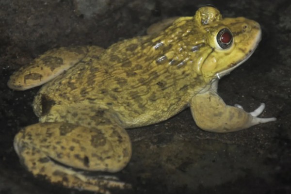 虎纹蛙的天敌，通常有蛇等动物