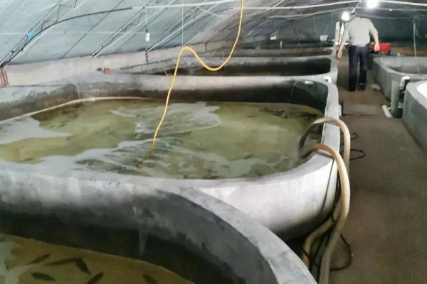 虎纹蛙的天敌，通常有蛇等动物