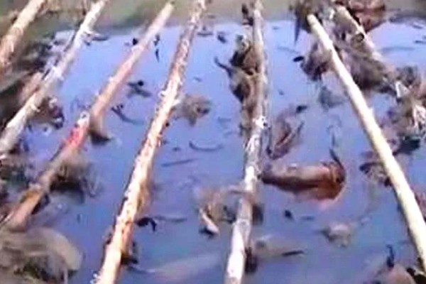 虎纹蛙的天敌，通常有蛇等动物