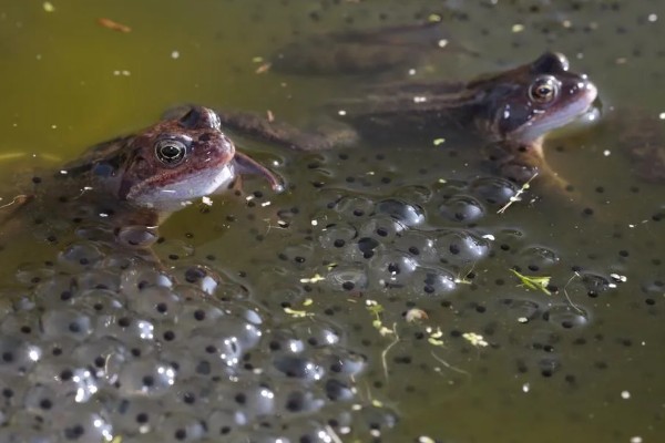 虎纹蛙的天敌，通常有蛇等动物