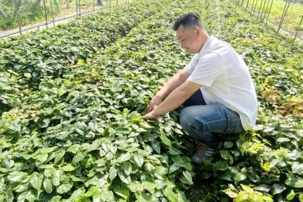 种植淫羊藿的要点，出苗后拔除死苗和病弱苗