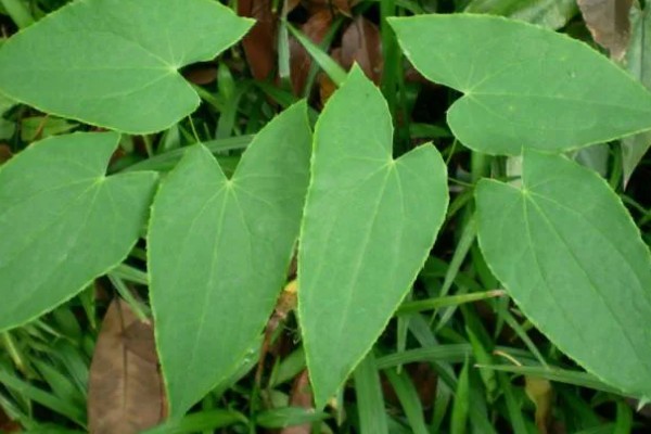 种植淫羊藿的要点，出苗后拔除死苗和病弱苗