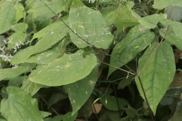 种植淫羊藿的要点，出苗后拔除死苗和病弱苗