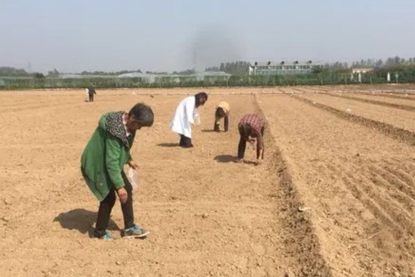 种植淫羊藿的要点，出苗后拔除死苗和病弱苗
