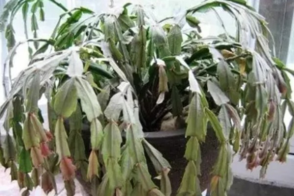 花卉萎蔫如何处理，过度浇水要翻松土壤并通风