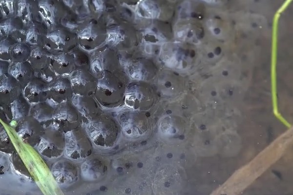 虎纹蛙的天敌，通常有蛇等动物