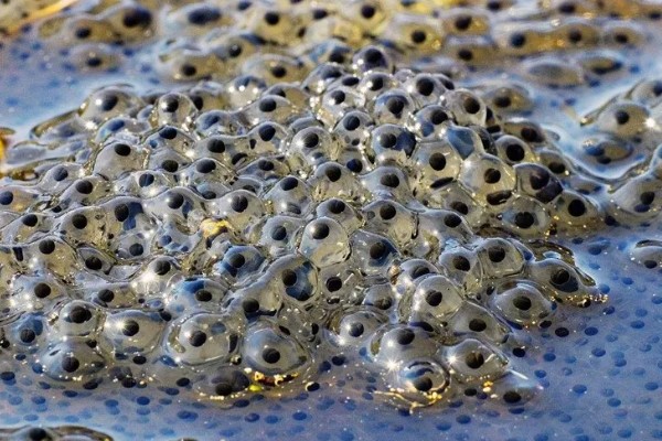 虎纹蛙的天敌，通常有蛇等动物