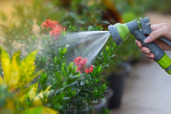 花卉萎蔫如何处理，过度浇水要翻松土壤并通风
