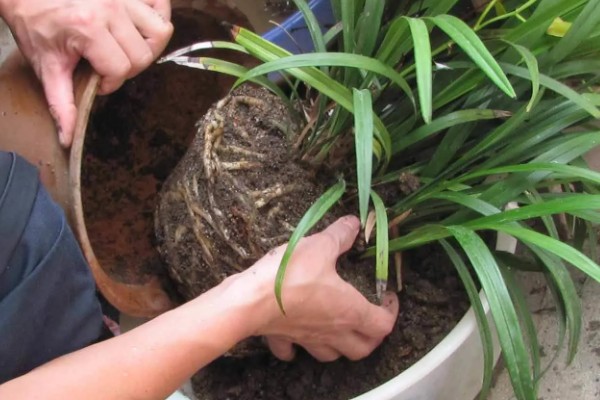 花卉萎蔫如何处理，过度浇水要翻松土壤并通风