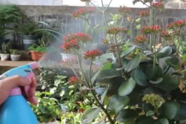 花卉萎蔫如何处理，过度浇水要翻松土壤并通风