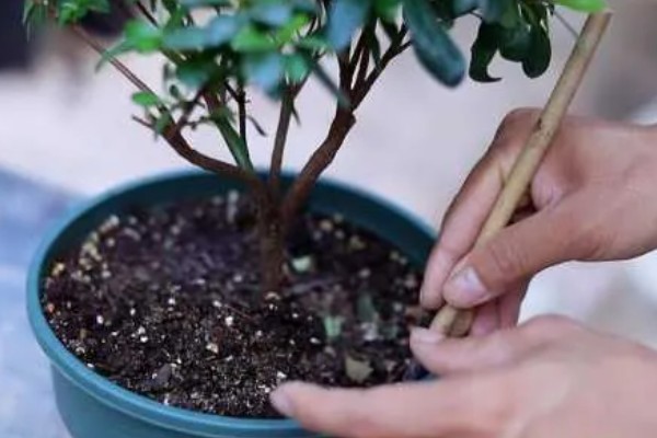 花卉萎蔫如何处理，过度浇水要翻松土壤并通风