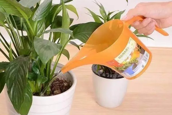 花卉萎蔫如何处理，过度浇水要翻松土壤并通风