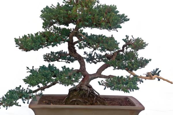 龙柏怎么养殖，春施有机肥、秋施化学肥
