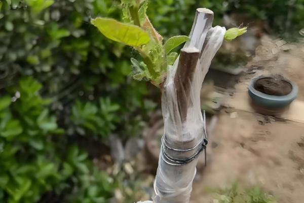 怎么种银杏树，可播种或嫁接种植