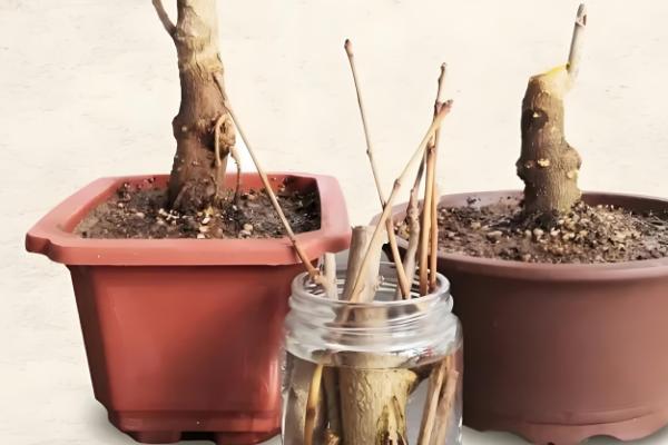 怎么种银杏树，可播种或嫁接种植