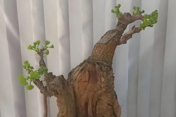 怎么种银杏树，可播种或嫁接种植