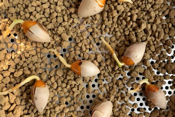 怎么种银杏树，可播种或嫁接种植