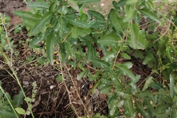 地骨皮如何种植，可通过种子繁殖和扦插繁殖