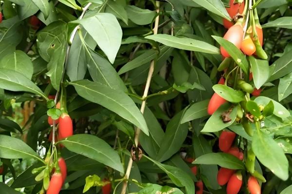 地骨皮如何种植，可通过种子繁殖和扦插繁殖