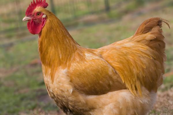 三黄鸡的简介，属于肉鸡品种