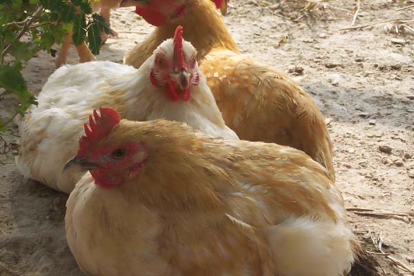 三黄鸡的简介，属于肉鸡品种