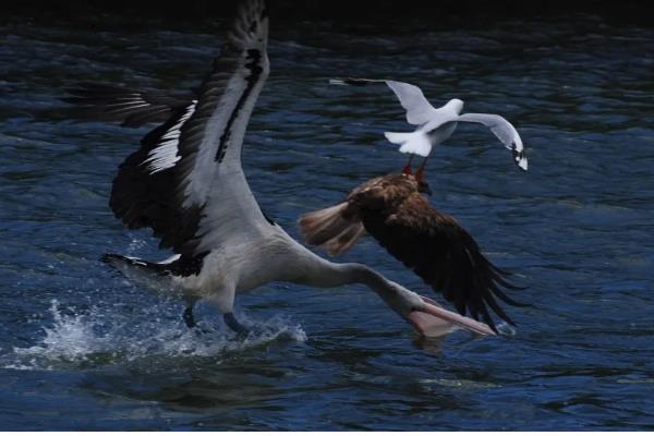 飞禽和鸟类的区别是什么,主要区别在于是否会飞行