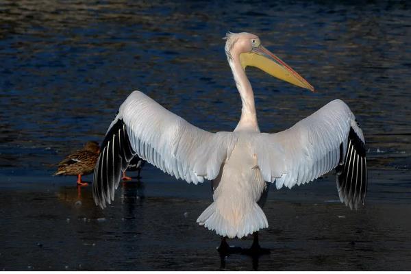 飞禽和鸟类的区别是什么,主要区别在于是否会飞行