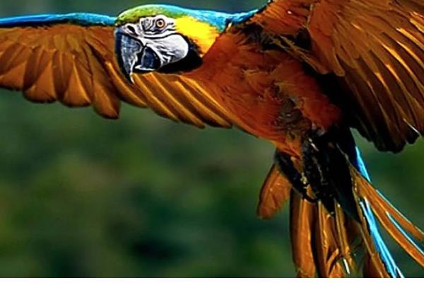 飞禽和鸟类的区别是什么,主要区别在于是否会飞行