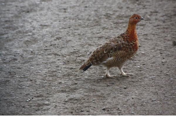 飞禽和鸟类的区别是什么,主要区别在于是否会飞行