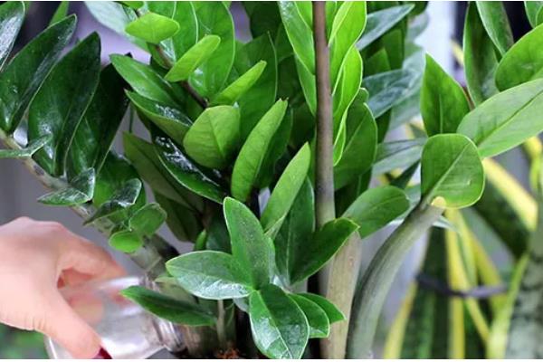 金钱树生长期怎么养护,每隔10-15天浇一次水