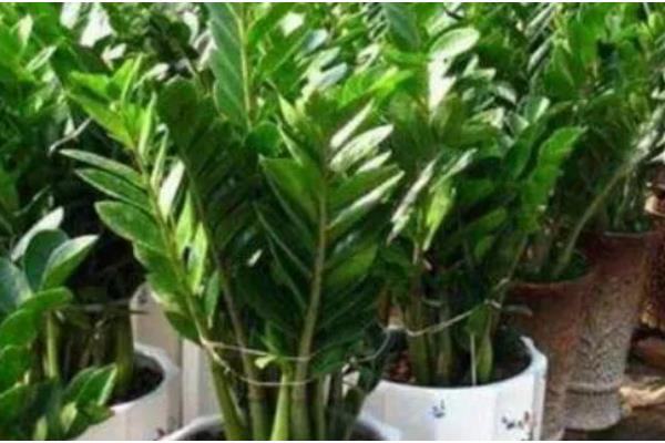 金钱树生长期怎么养护,每隔10-15天浇一次水